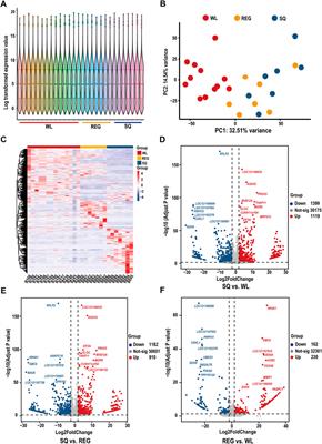 Transcriptome analysis of pika heart tissue reveals mechanisms underlying the adaptation of a keystone species on the roof of the world